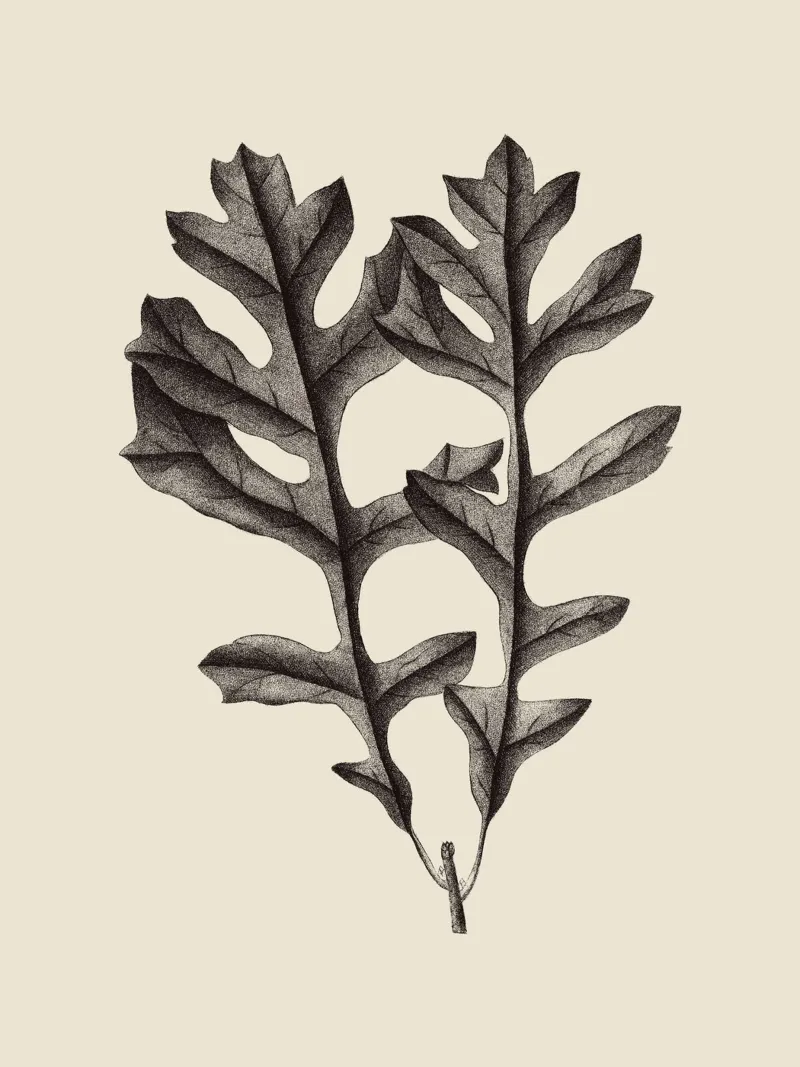 Oak Leaf no. 4 pellicola backlit da apoloprints