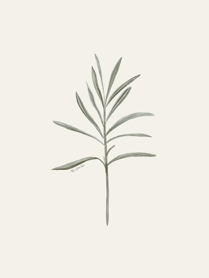 Minimalistische rozemarijn blaadjes Boho crème achtergrond poster met kunststof frame van This Wild Soul - Illustration