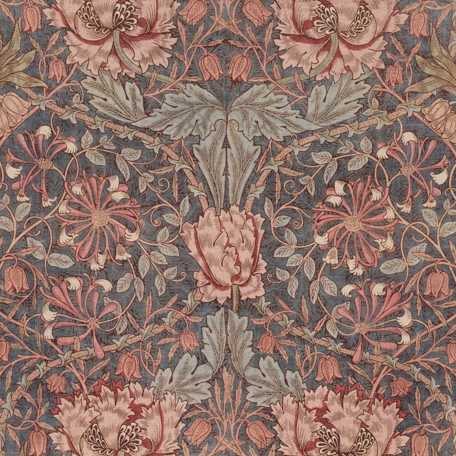 William Morris Caprifoglio pellicola backlit da William Store