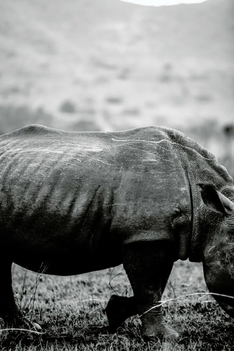 Black Rhino poster con telaio in plastica da Shot By Clint