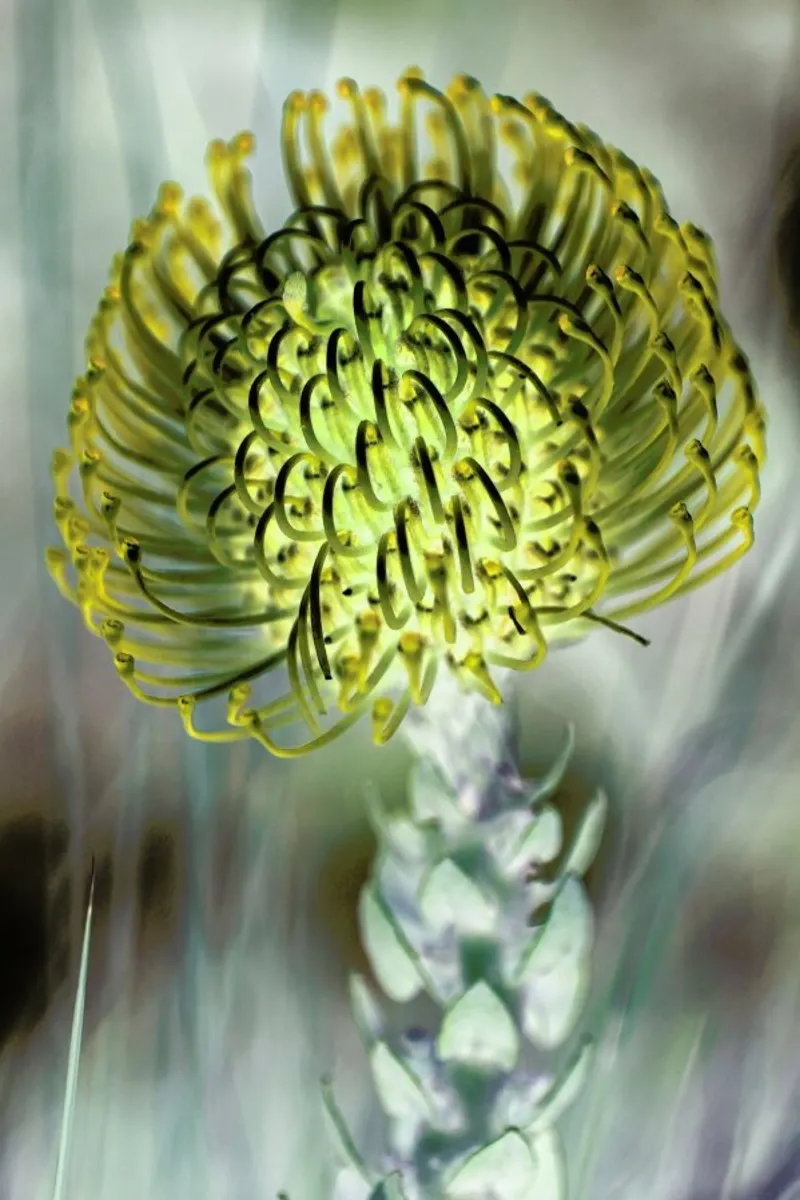 Pin Cushion 3 pellicola backlit da Shot By Clint