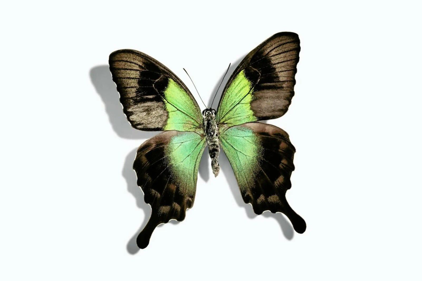 Butterflies 6 Poster von Günther Egger