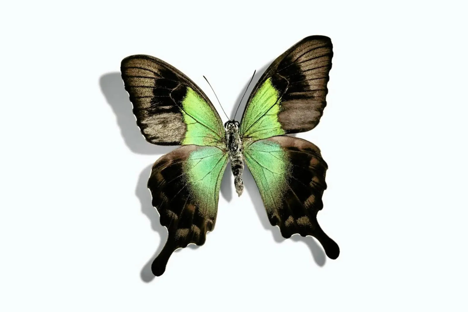 Butterflies 6 Alu-Dibond von Günther Egger