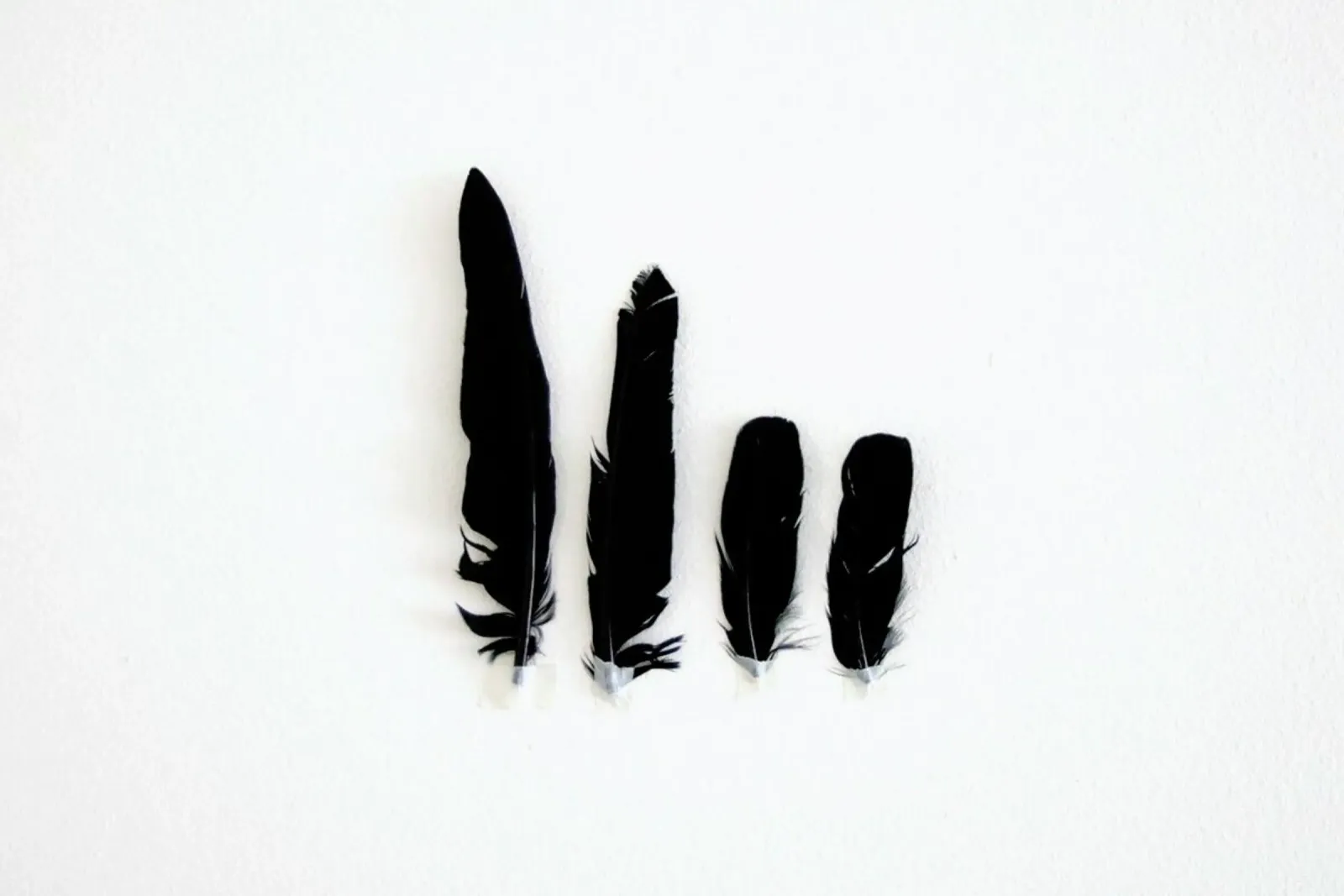 Black Feathers panneau forex de Miles of Light