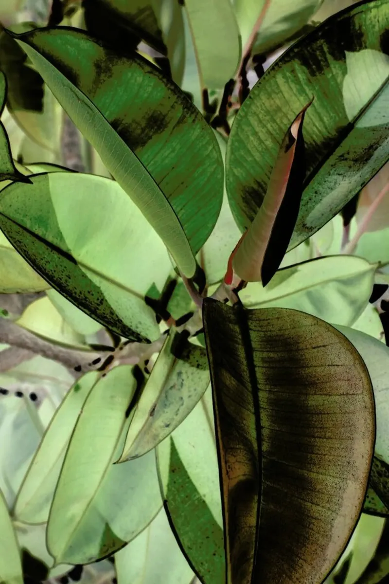 Ficus Elastica carta hahnemühle da Shot By Clint
