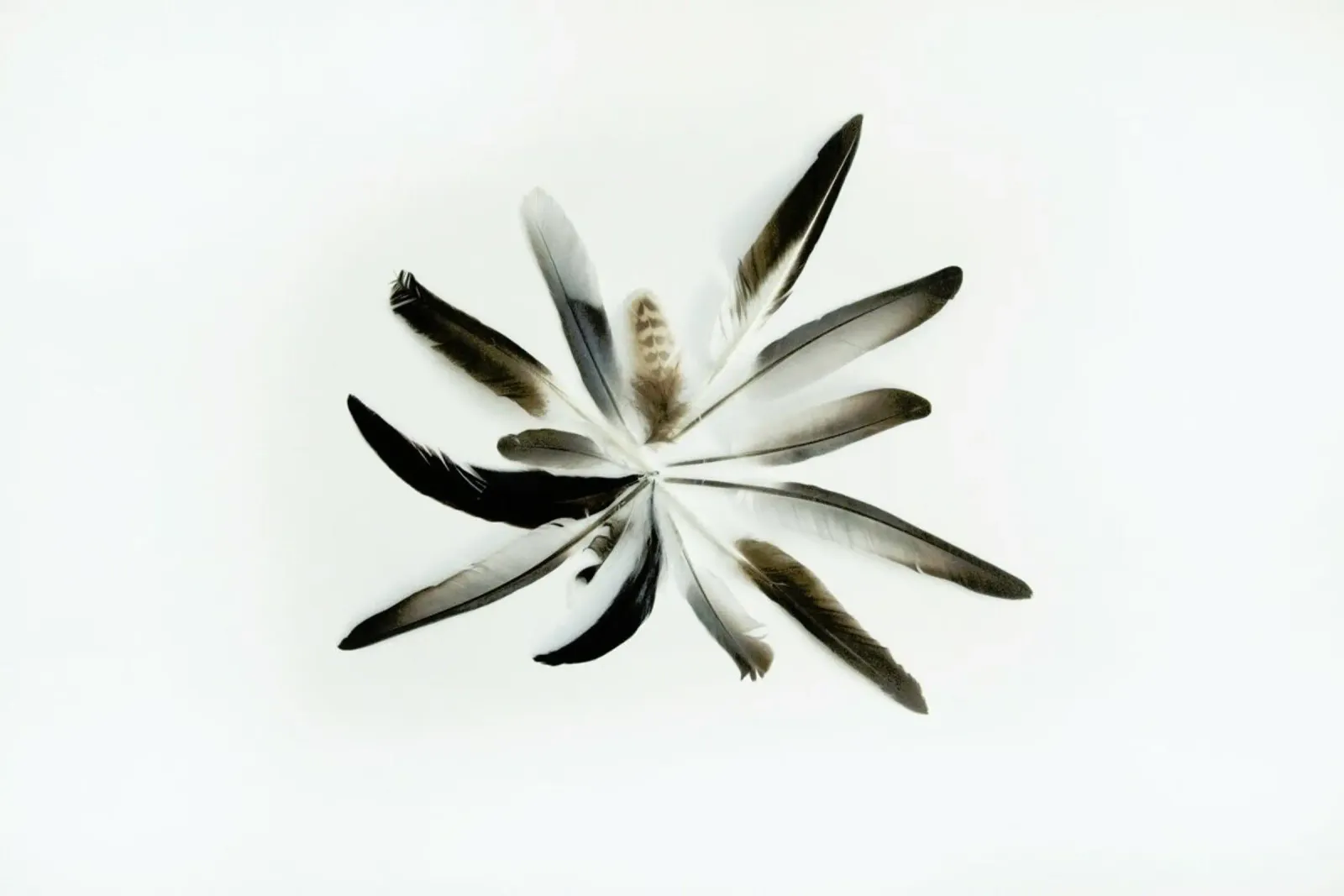 Feathers Circle plexiglass da Miles of Light