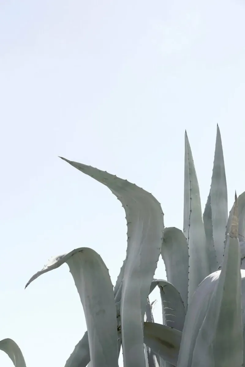 Charming Agave pellicola backlit da Shot By Clint