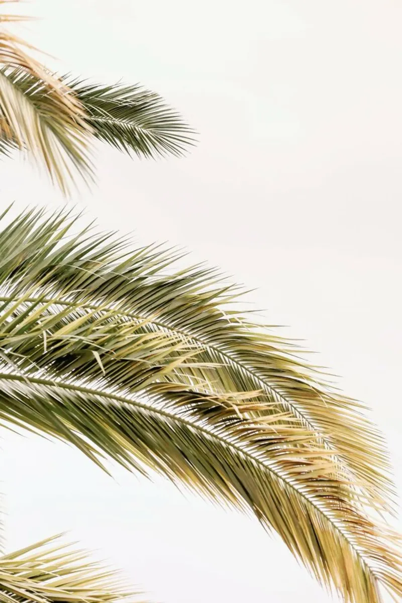Oasis Palm 2 pellicola backlit da Shot By Clint
