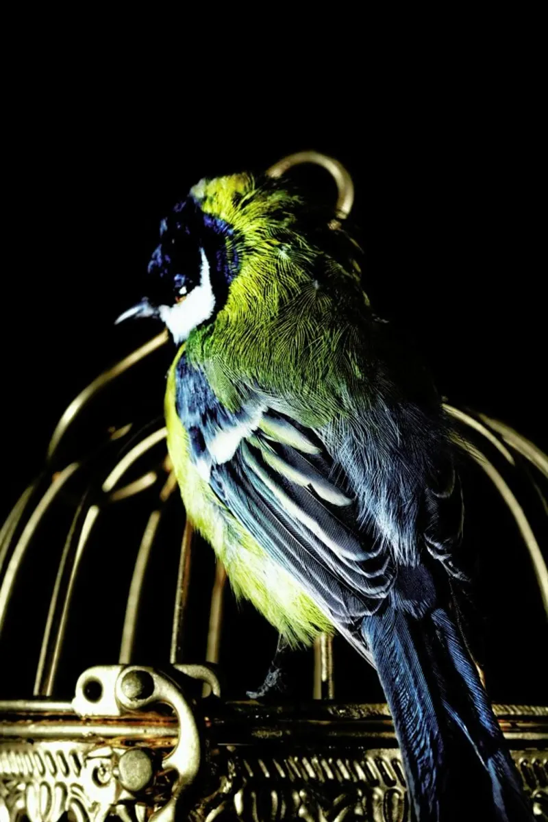 Birds Everywhere 10 pellicola backlit da Günther Egger