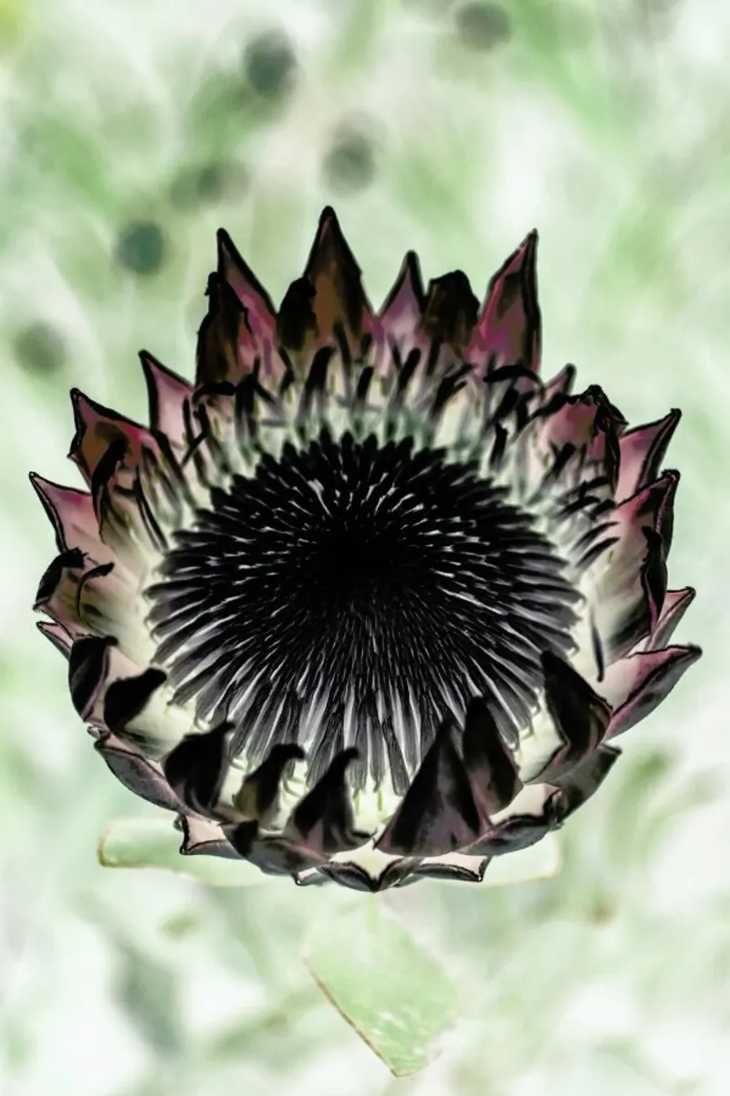 King Protea 2 pellicola backlit da Shot By Clint