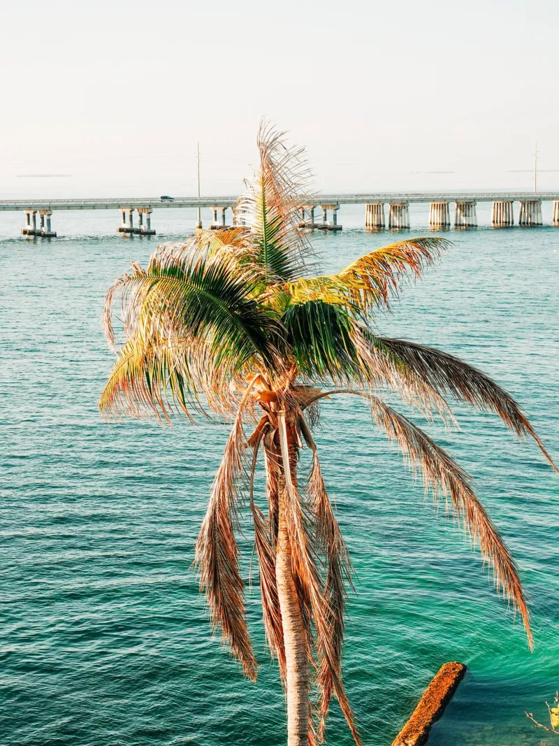 Florida Keys, Tropical Palm - View over ocean and bridge hahnemühle by Bold and Retro