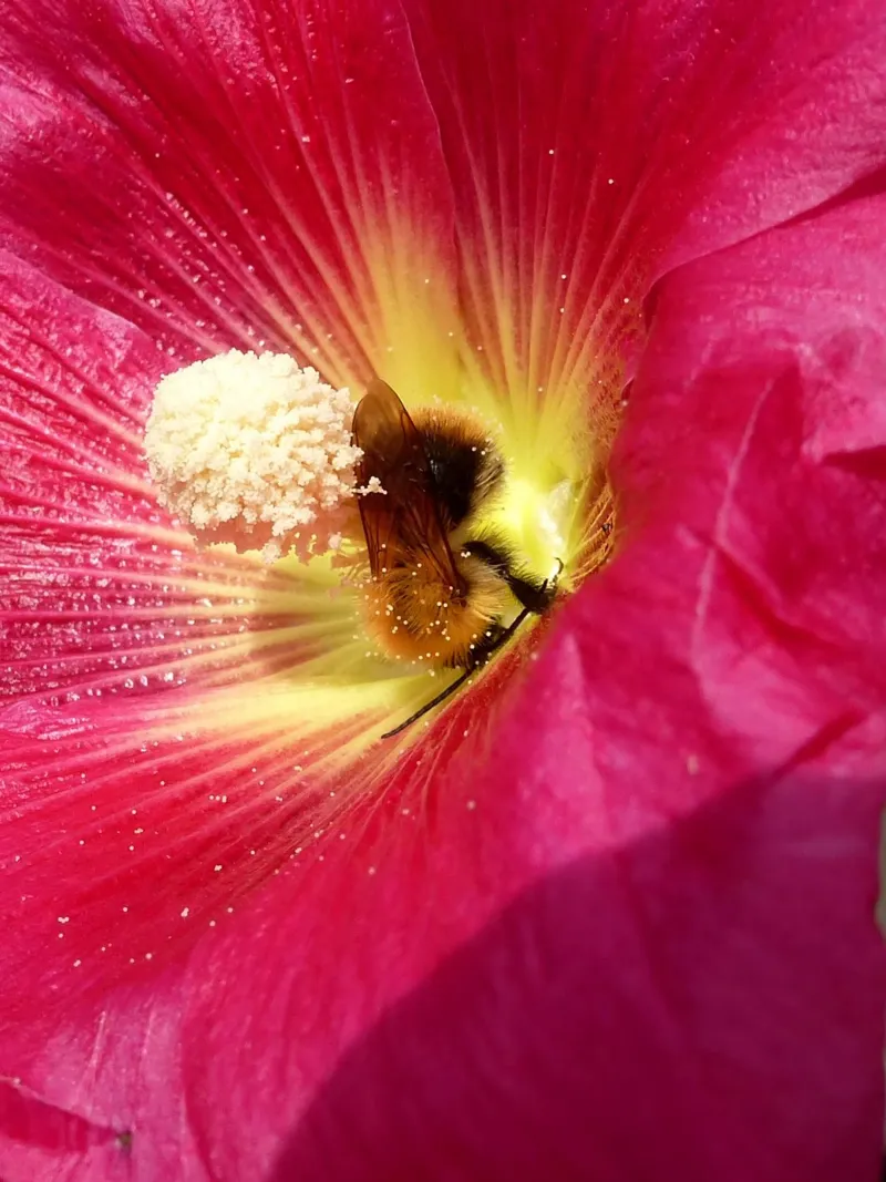 Bloemenleven canvas met Baklijst van Massimo Frascogna