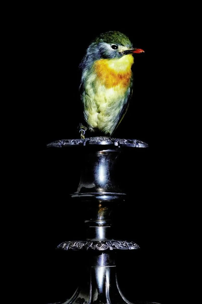 Birds Everywhere 21 pellicola backlit da Günther Egger