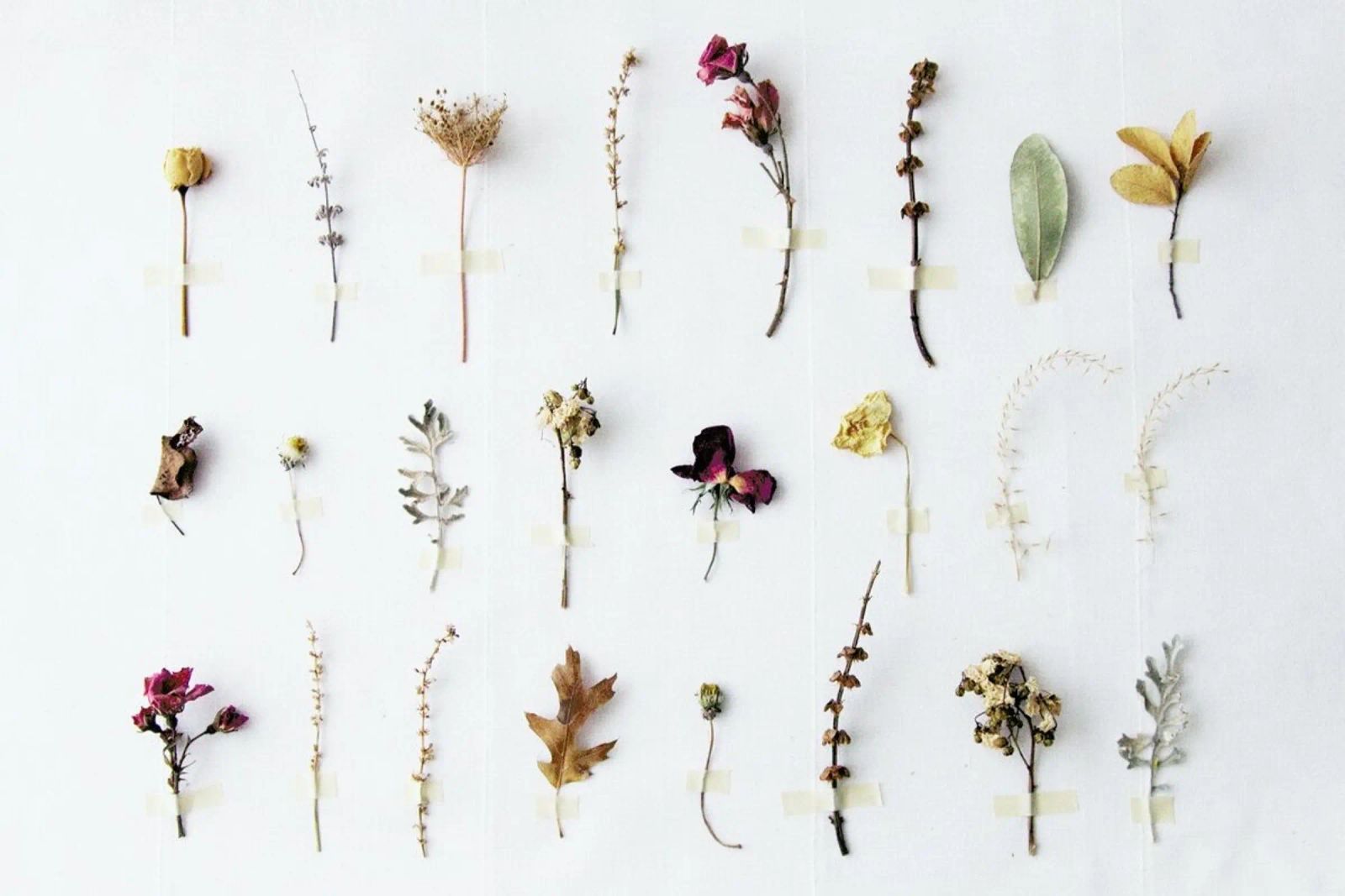 Flora Study Poster von Miles of Light