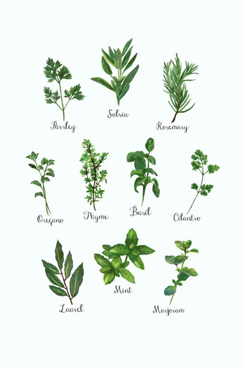 Herbs Collection pellicola backlit da Miles of Light