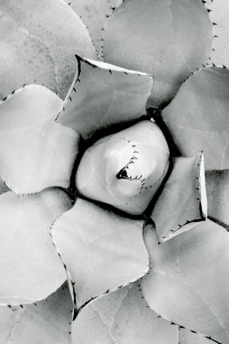 Agave Acryl-Glas von Froilein Juno