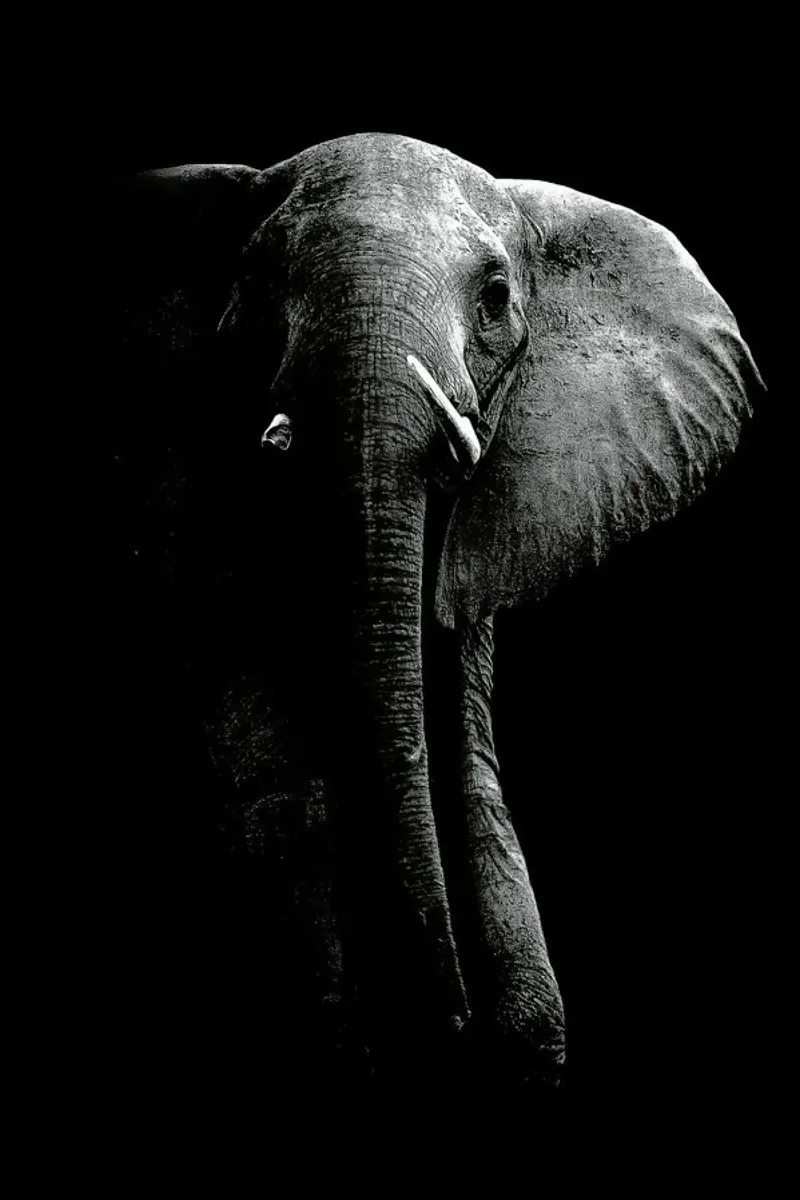 Elephant - Wild Photo Art poster con telaio in alluminio da Pictufy