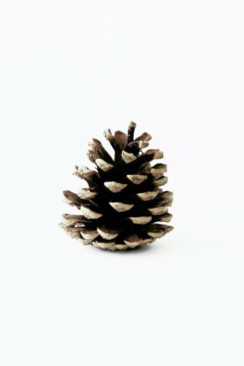 Pinecone N1 pellicola backlit da Miles of Light