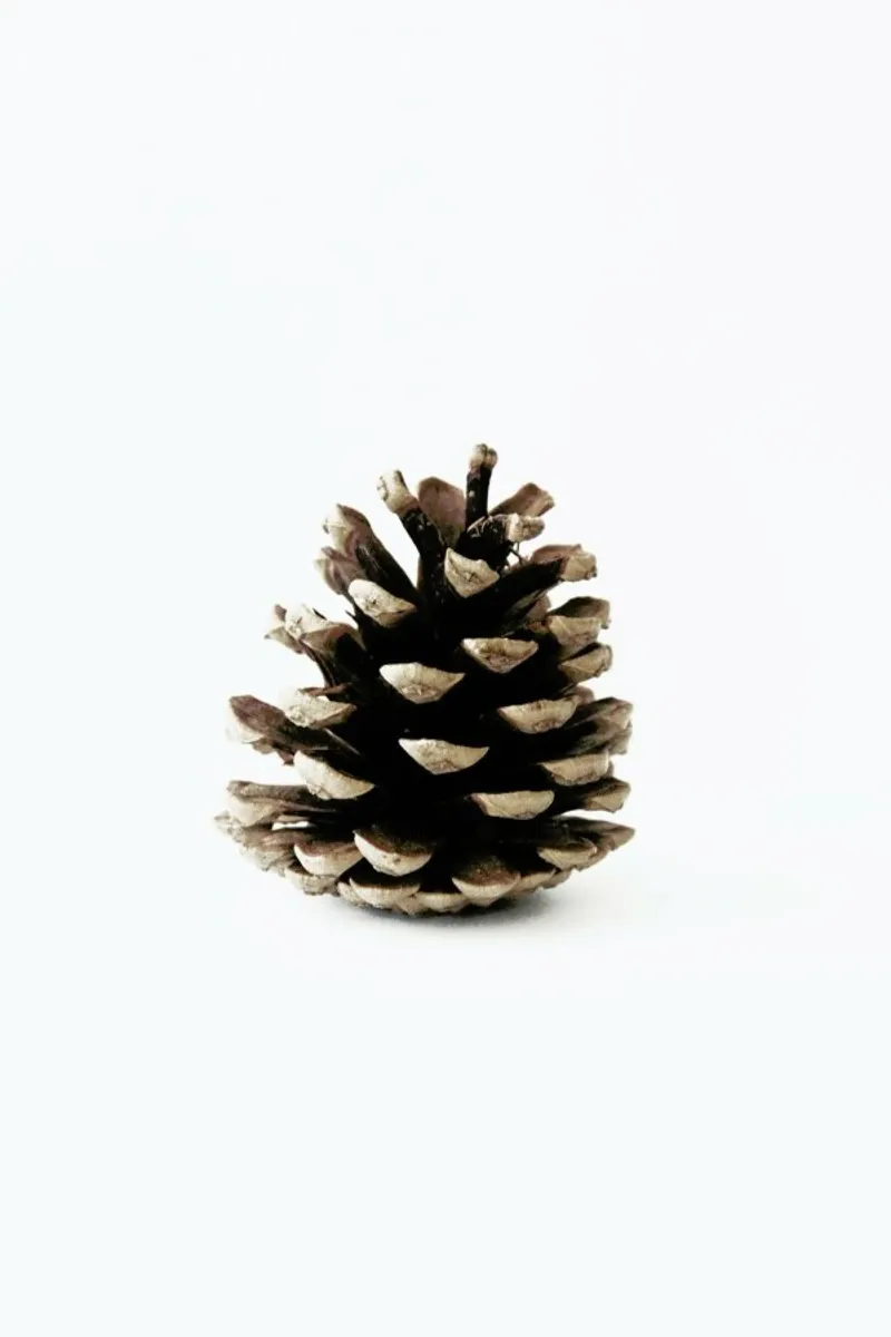 Pinecone N1 carta hahnemühle da Miles of Light