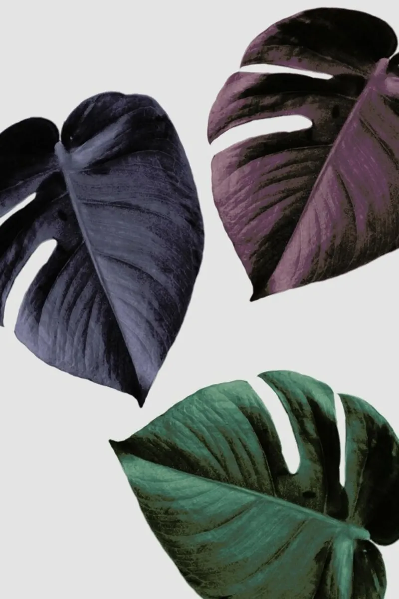 Monstera 02 pellicola backlit da Froilein Juno