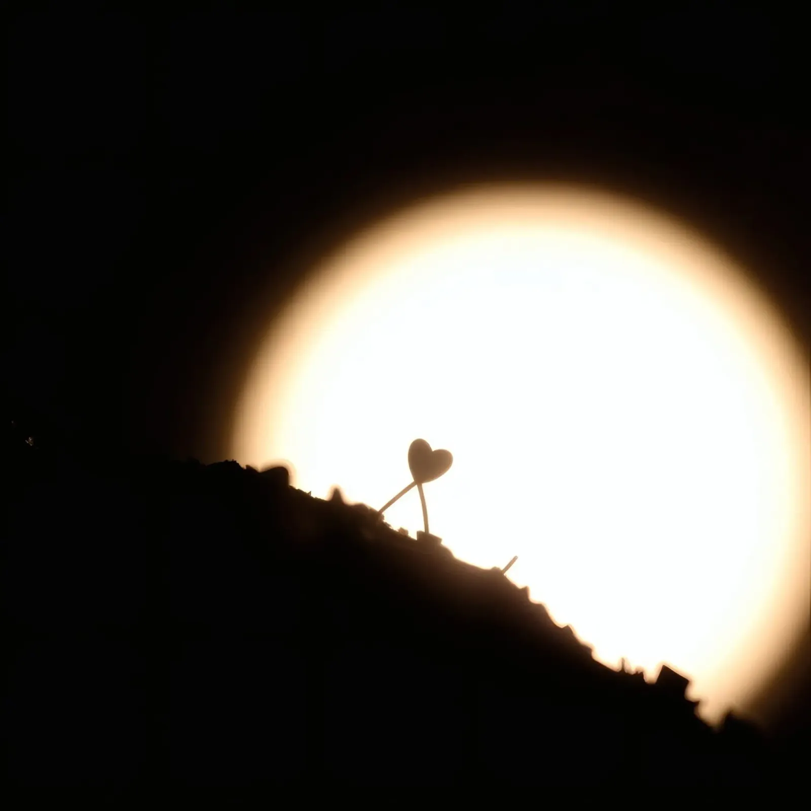 La natura dimostra l'amore con una silhouette a forma di cuore tela con Cornice a cassetta da DesignDoodle