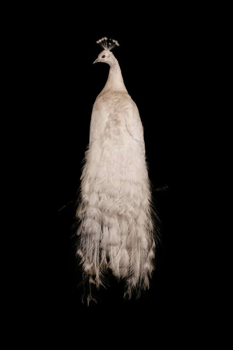 Pavone bianco maestoso pellicola backlit da Curious Collections by Marielle Leenders