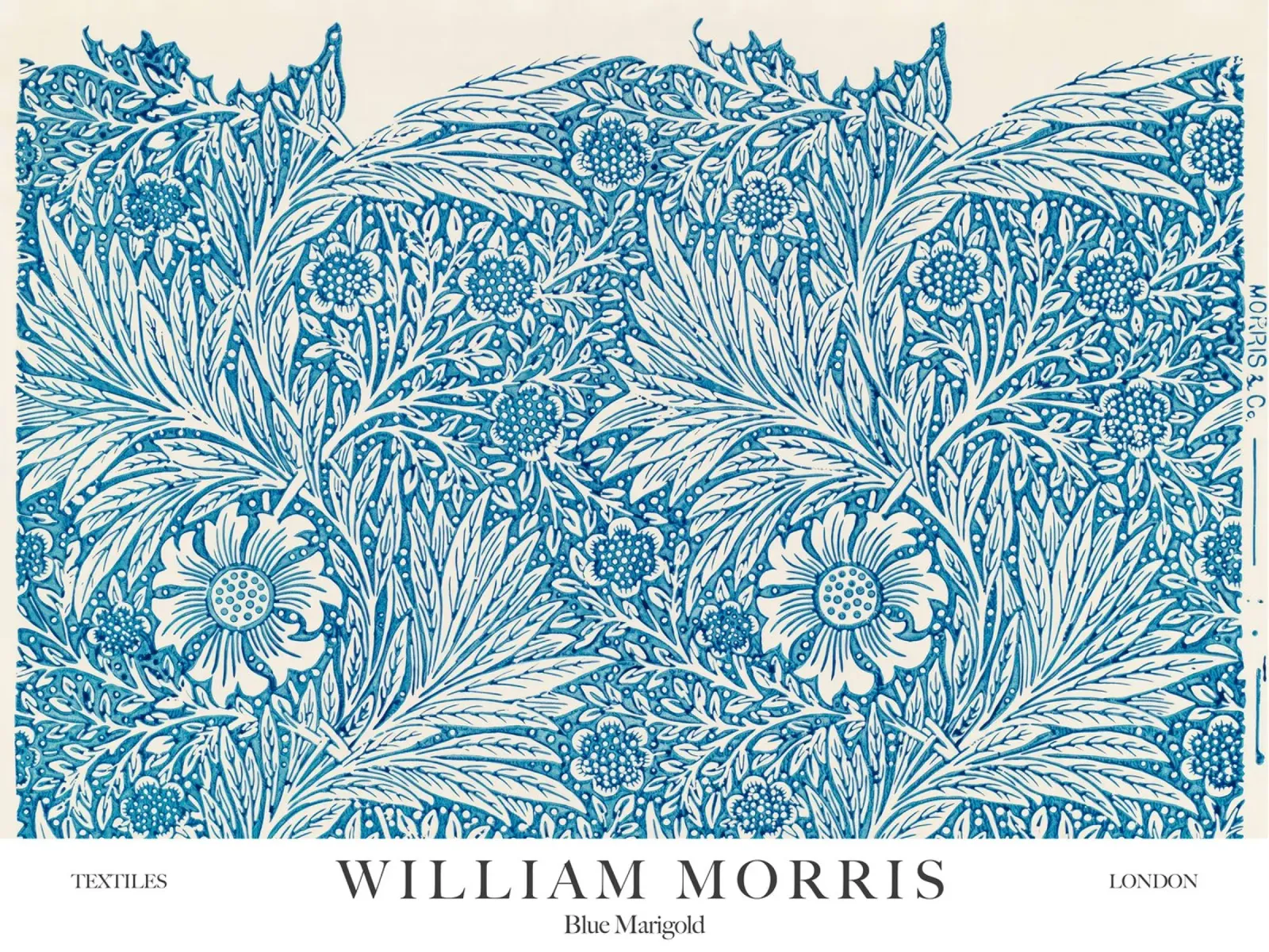 William Morris, Calendula blu pellicola backlit da Peaches Art Prints