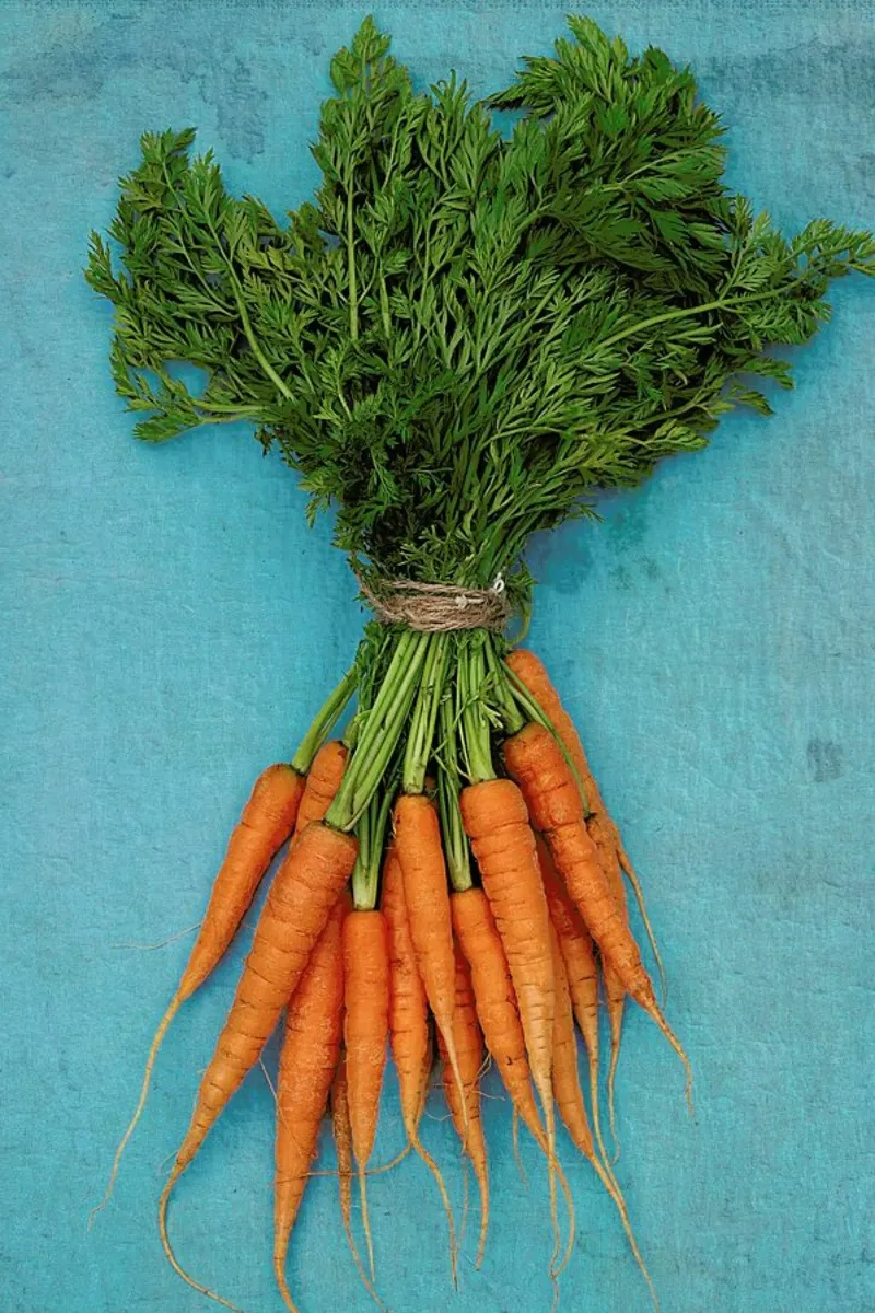 Carrots pellicola backlit da Keri Bevan