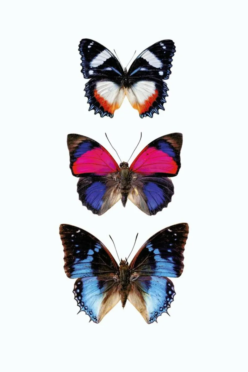 Harmony in Flight: Three Butterflies Poster acrylic glass by Curious Collections by Marielle Leenders