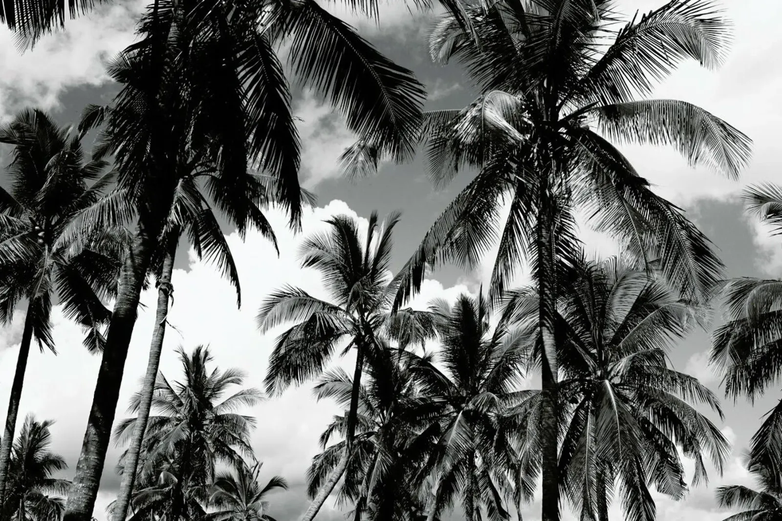 Legogo Palms pellicola backlit da Shot By Clint