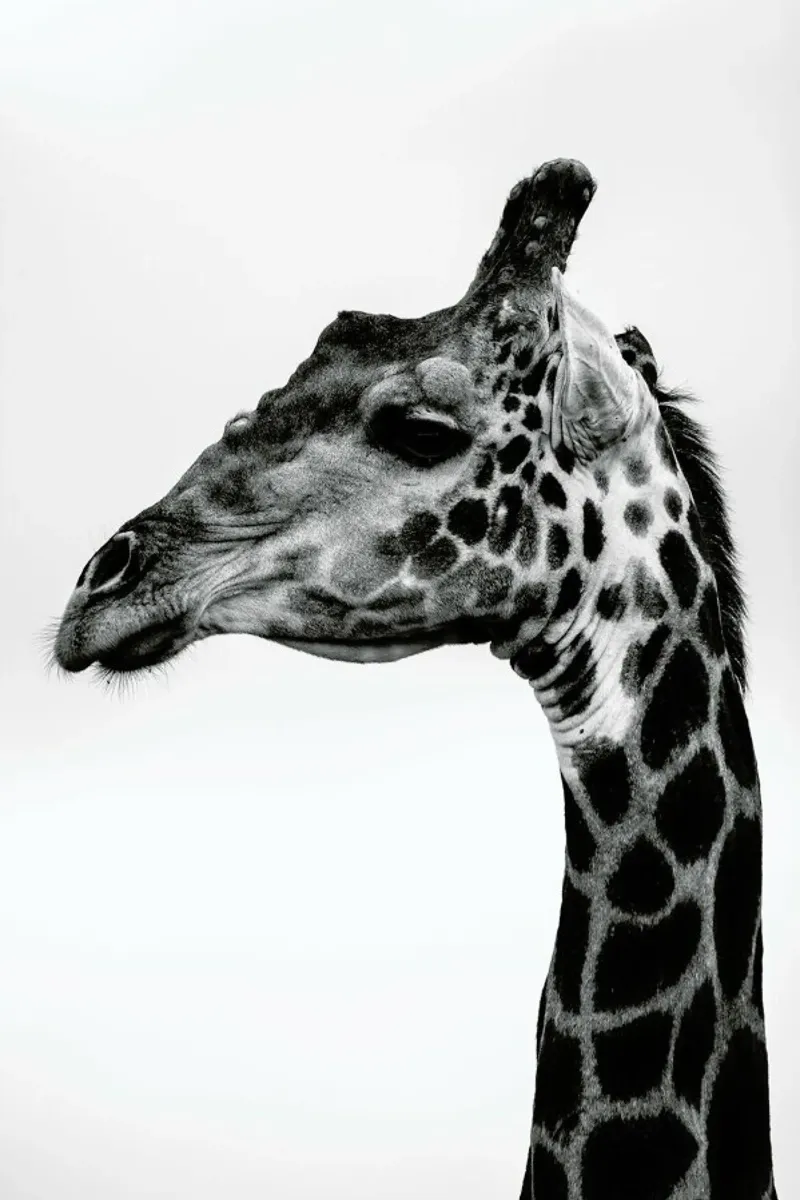 Giraph alluminio dibond da Shot By Clint