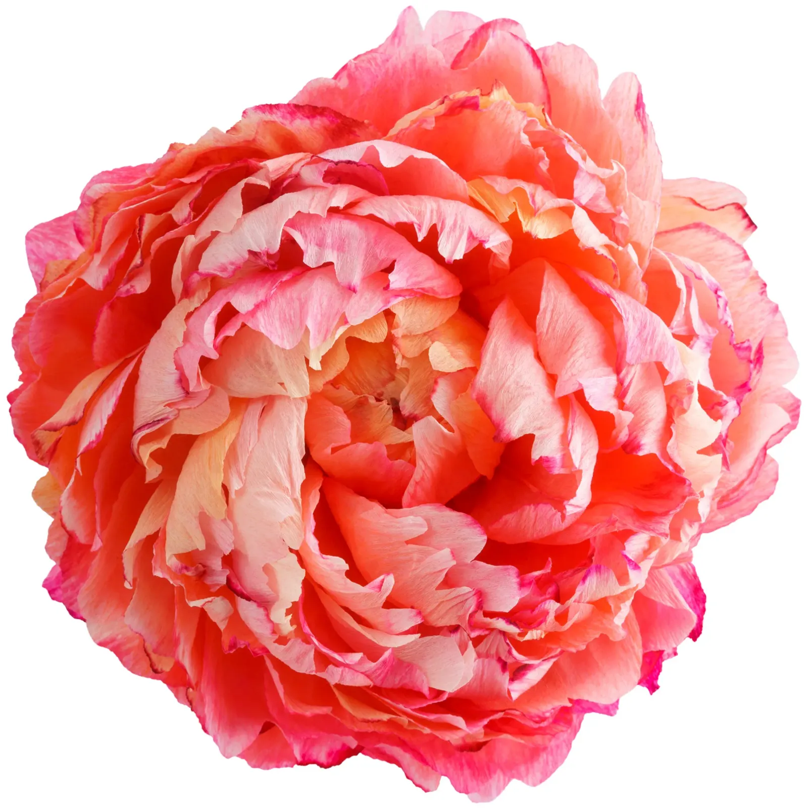 Fiore di carta peonia poster da foodphotolove