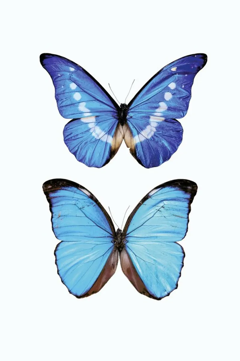 Bleu brillant : Poster de deux papillons bleu vif poster avec cadre en aluminium de Curious Collections by Marielle Leenders
