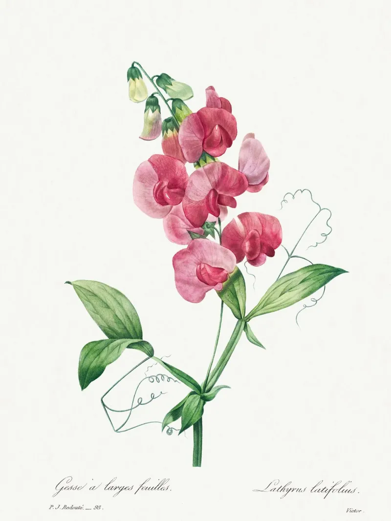 Eeuwige erwt door Pierre-Joseph Redouté hahnemühle van Vintage Botanical Prints