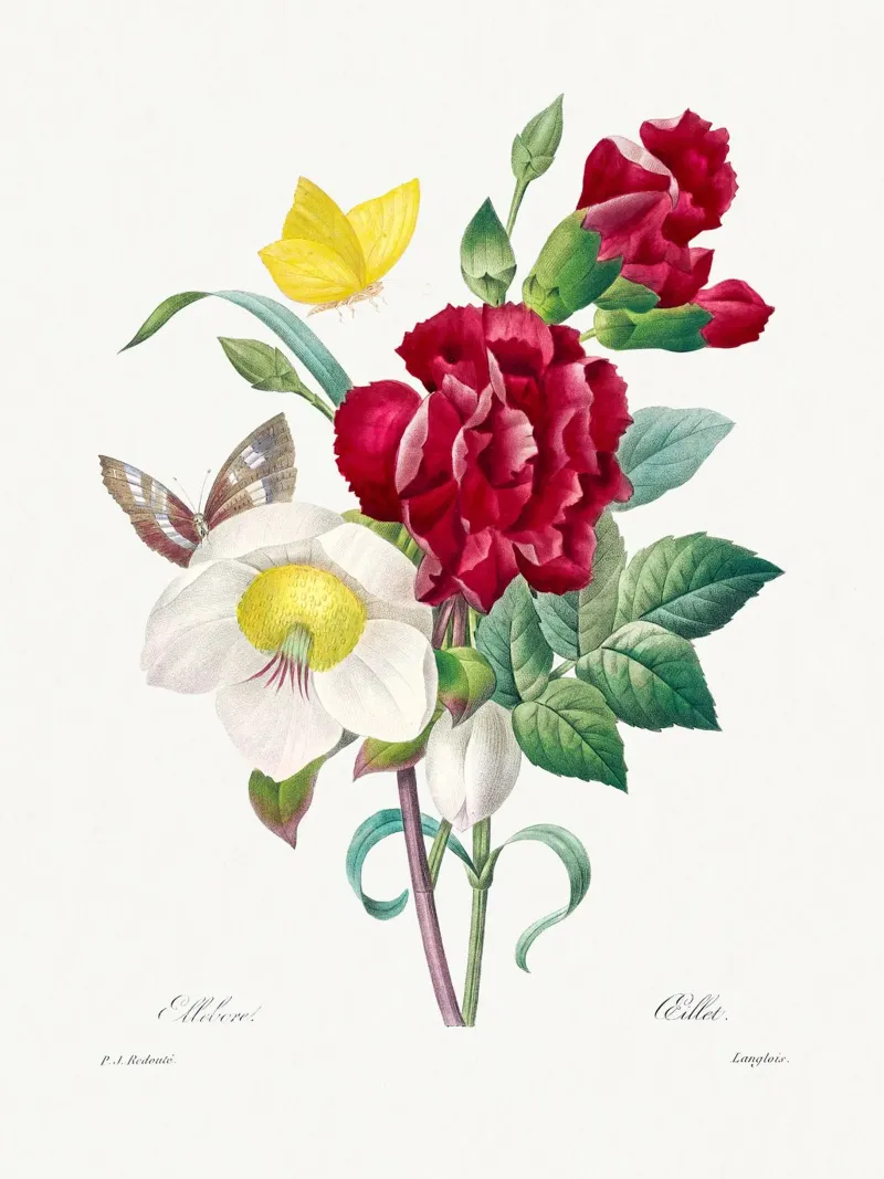 "Hellebore und Nelke" von Pierre-Joseph Redouté Backlit Folie von Vintage Botanical Prints