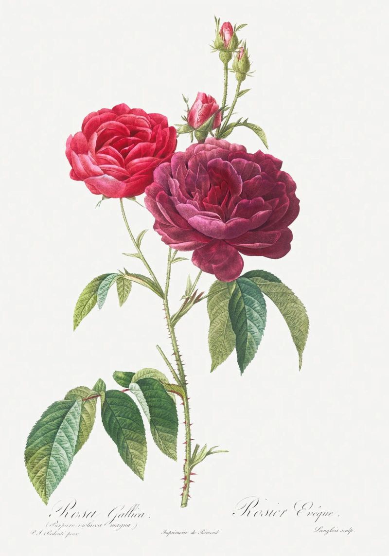 Rosa francesa púrpura de Pierre-Joseph Redouté poster de Vintage Botanical Prints