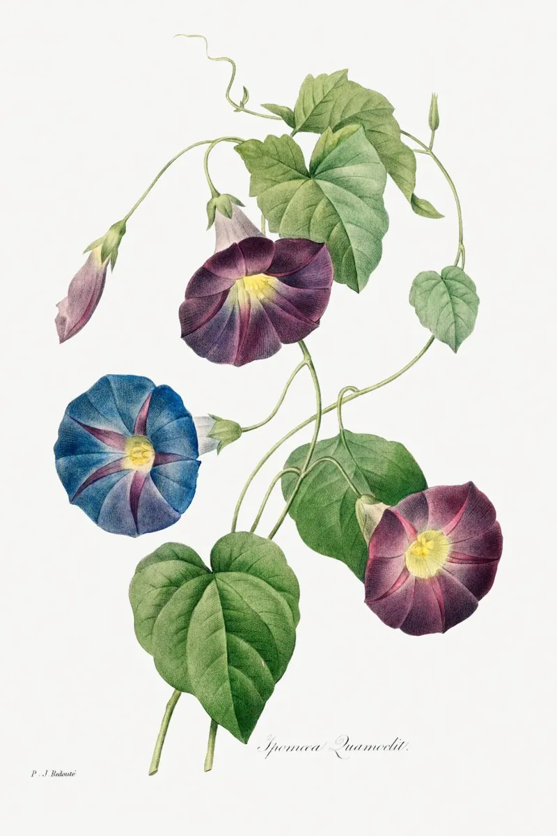Sternenglanz Morgenglanz (1827) von Pierre-Joseph Redouté Acryl-Glas von Vintage Botanical Prints