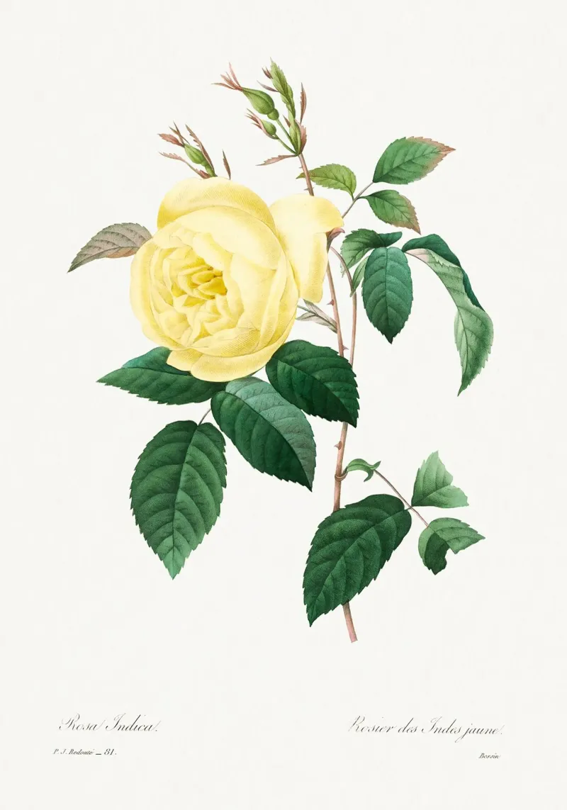 "Rosa amarilla" de Pierre-Joseph Redouté (1759-1840) lienzo de Vintage Botanical Prints