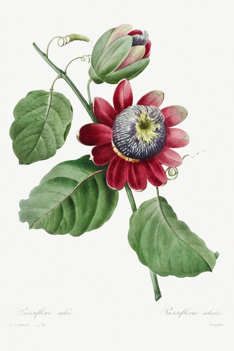 Passiflore Ailee (1827) de Pierre-Joseph Redouté poster de Vintage Botanical Prints