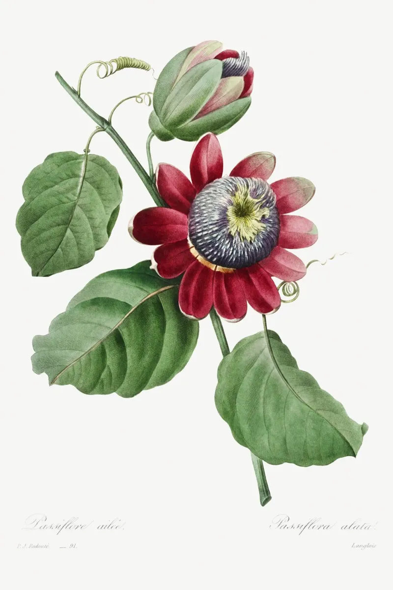 Passiflore Ailee (1827) di Pierre-Joseph Redouté pellicola backlit da Vintage Botanical Prints