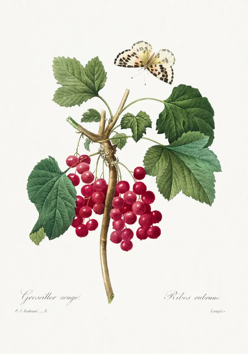 "Ribes rosso" (1827) di Pierre-Joseph Redouté pellicola backlit da Vintage Botanical Prints