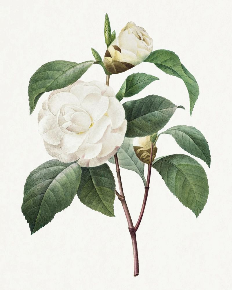 "Camelia bianca" (1827) di Pierre-Joseph Redouté pellicola backlit da Vintage Botanical Prints