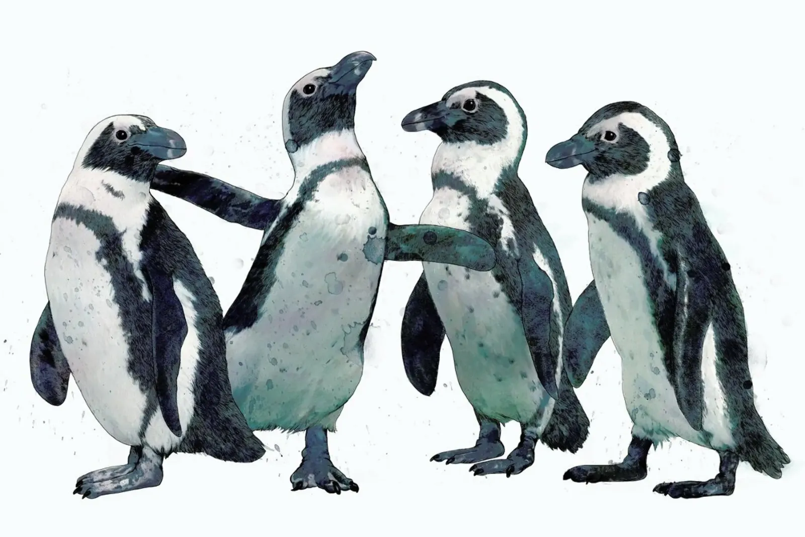 Penguins pellicola backlit da Laura Graves