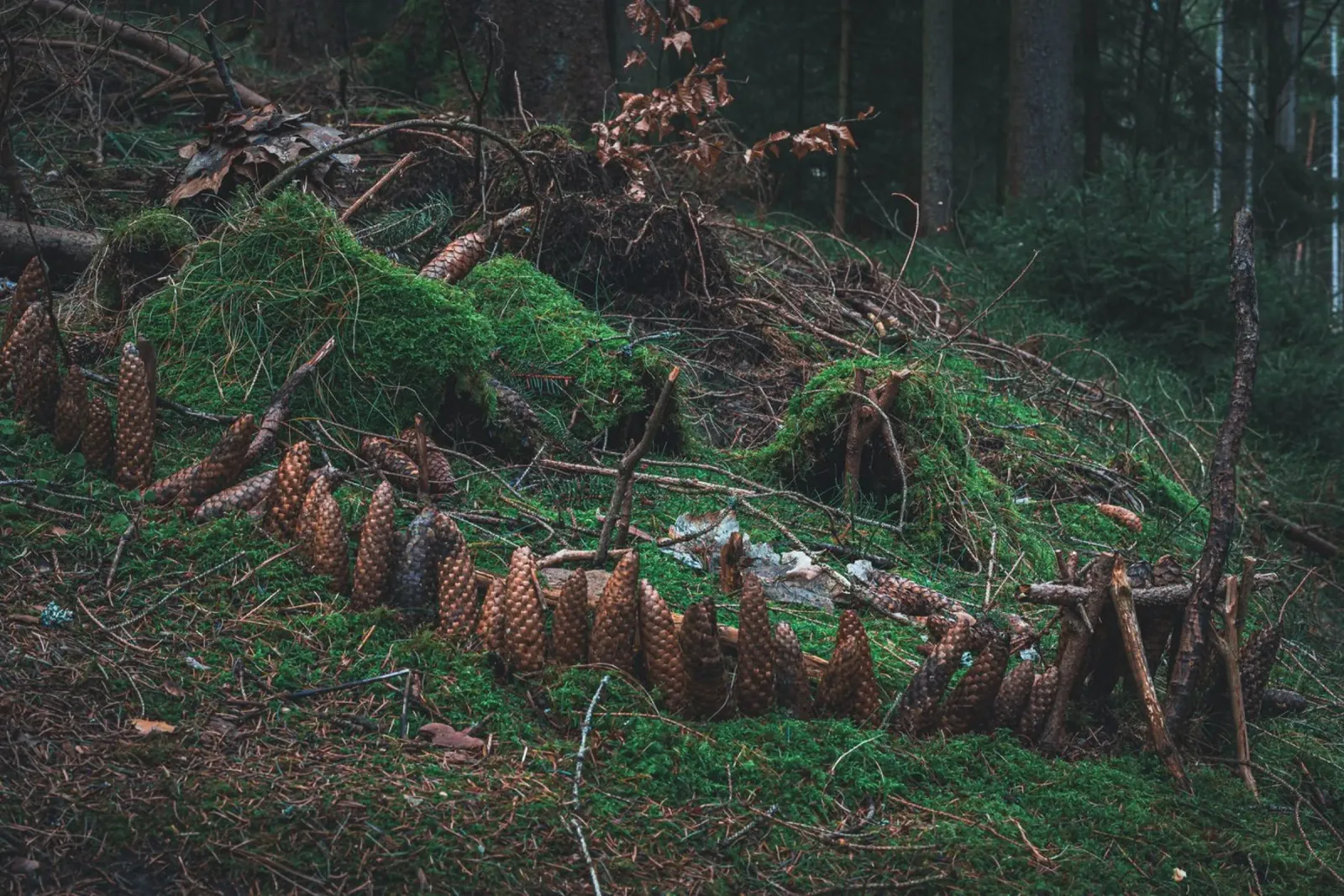 Small structure made of moss and pine cones in the Thuringian Forest canvas by Marcus Beckert | Fotografie