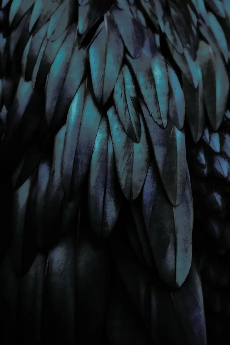 Dark Feathers pellicola backlit da Monika Strigel
