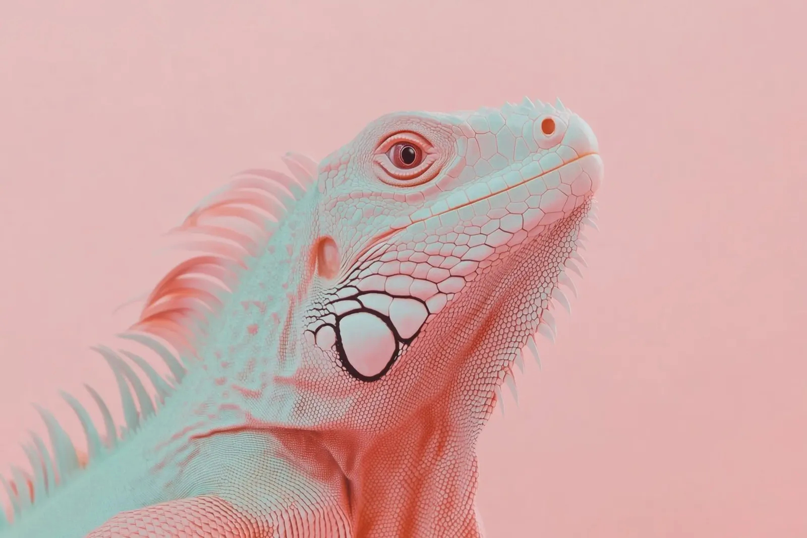 Pink iguana portrait hahnemühle by Carinaprint