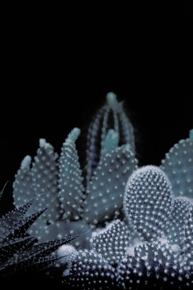 Piante scure 1 Cactus carta hahnemühle da Monika Strigel