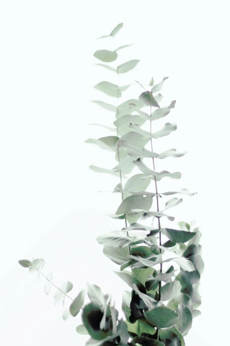 Eucalyptus White 2 Poster von Monika Strigel