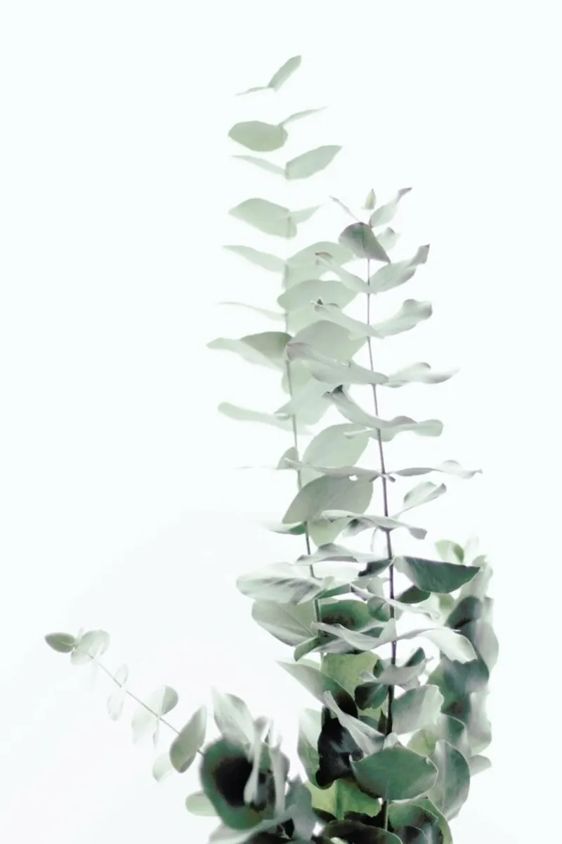 Eucalyptus White 2 pellicola backlit da Monika Strigel