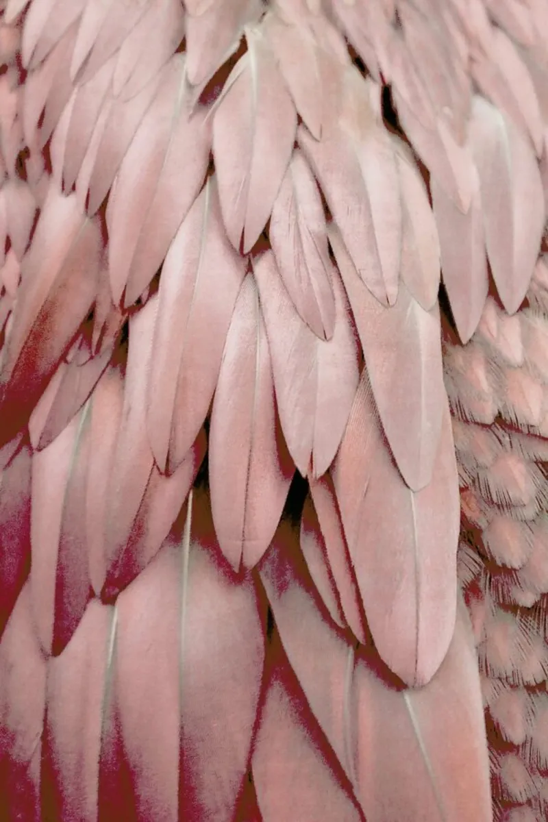 Pastel Feathers pellicola backlit da Monika Strigel